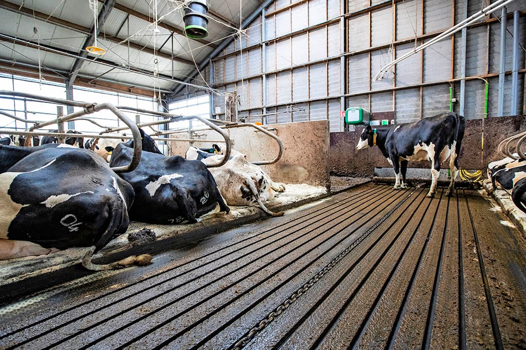 Emissiearme vloer in een rundveestal. - Foto: Ronald Hissink.