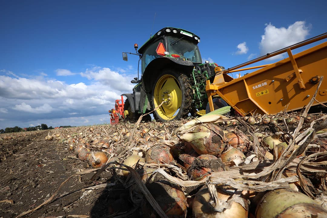 Oogsten van gele zaaiuien. - Foto: Henk Riswick