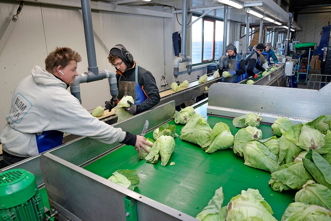 Als de landbouw massaal aan de robotisering gaat, zal volgens Hans van Riel leiden tot minder inzet van seizoensarbeiders. - Foto: Lex Salverda