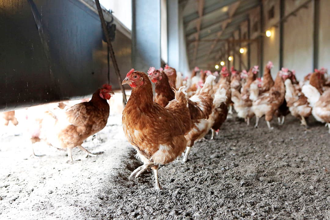 Kippen kunnen vogelgriep krijgen door contact met mest van wilde vogels. - Foto: Ton Kastermans Fotografie