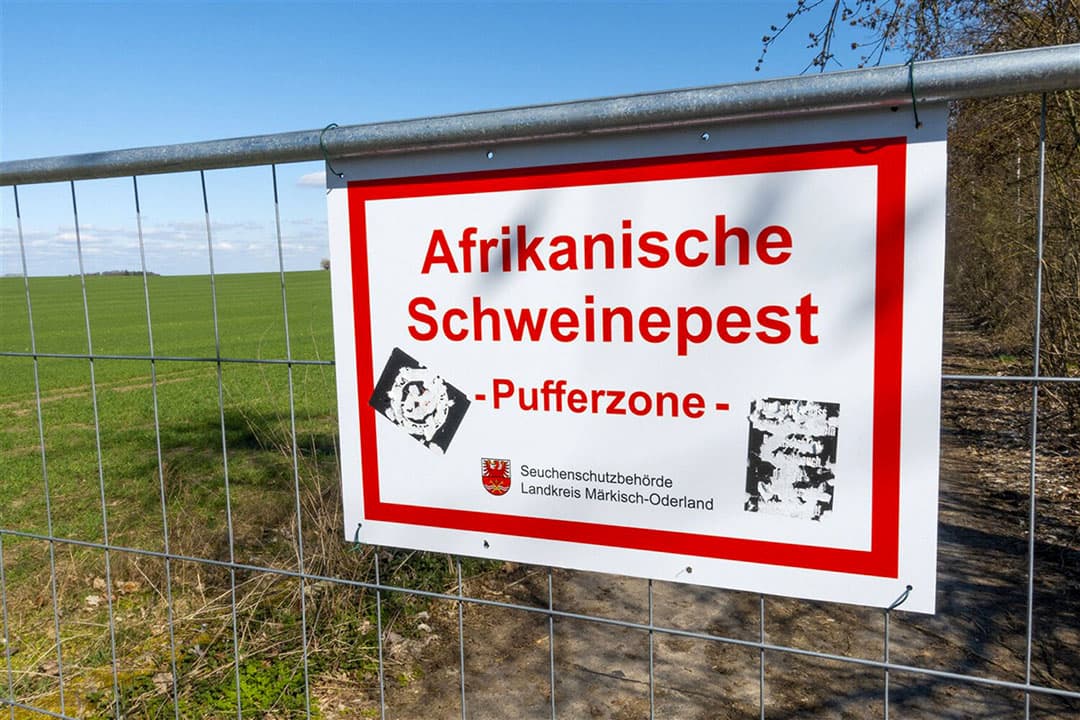 Recent werd het hekwerk langs de Poolse grens afgemaakt om verdere insleep van Afrikaanse varkenspest door Poolse wilde zwijnen tegen te gaan. - Foto: ANP