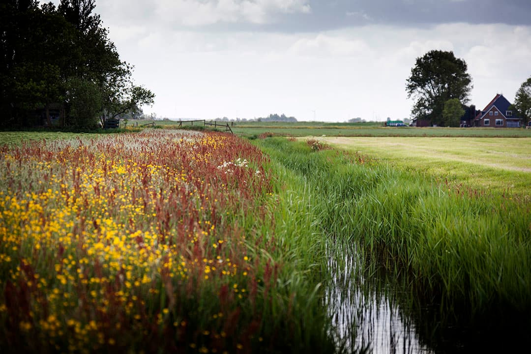 Bemestingsvrije strook langs een slootkant. - Foto: René den Engelsman