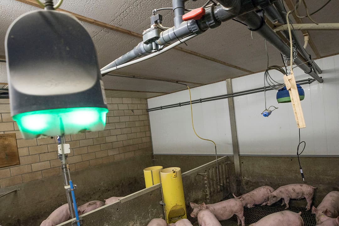 De hoestmonitor in een afdeling vleesvarkens. Onderaan het apparaat de signalering. In dit geval groen dus geen gehoest in deze afdeling. - Foto: Koos Groenewold