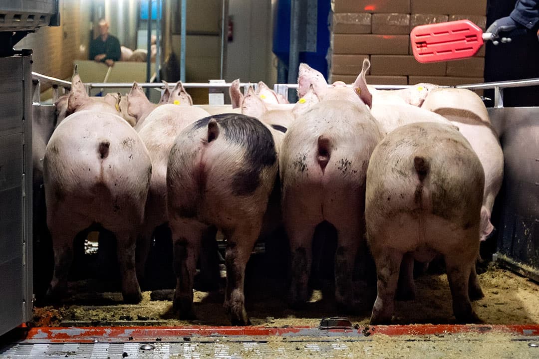Foto: Ronald Hissink