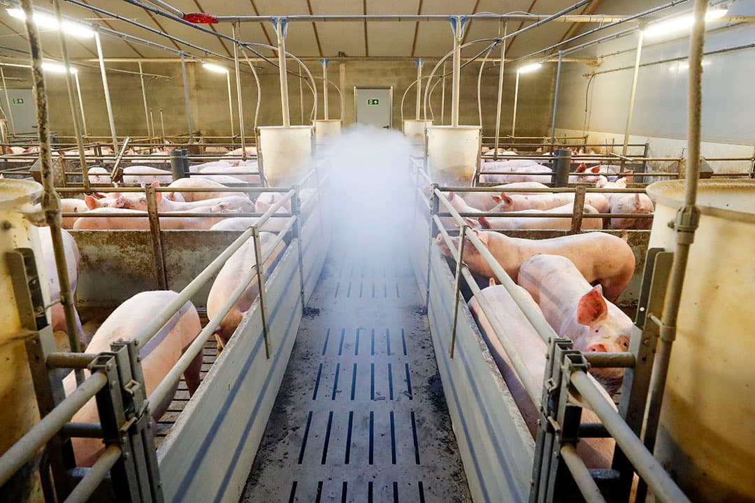 Om de infectiedruk zo laag mogelijk te houden is een goed klimaat in de stal van belang. Een rookproef is een van de controlemogelijkheden. - Foto: Bert Jansen