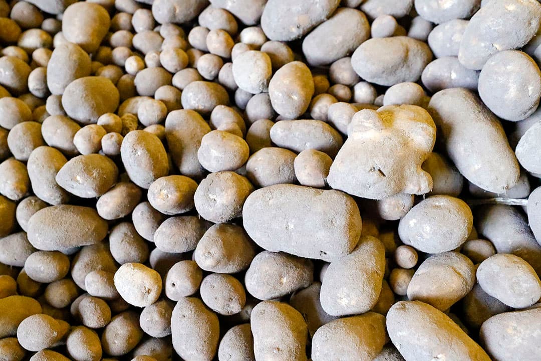 Fritesaardappelen in bewaring. De Nederlandse aardappelexport lag in het seizoen 2020-'21 15% lager dan een seizoen eerder. - Foto: Bert Jansen
