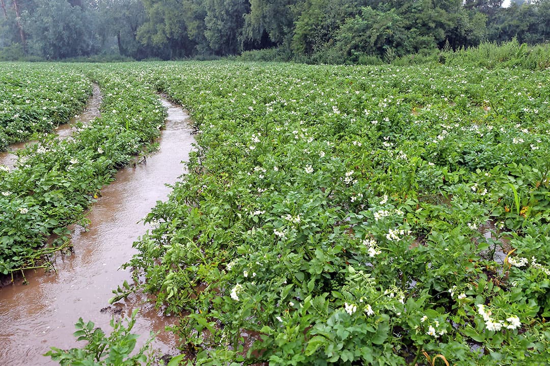 Het water tussen de aardappelruggen kant geen kant op. Ondertussen blijft het regenen.
