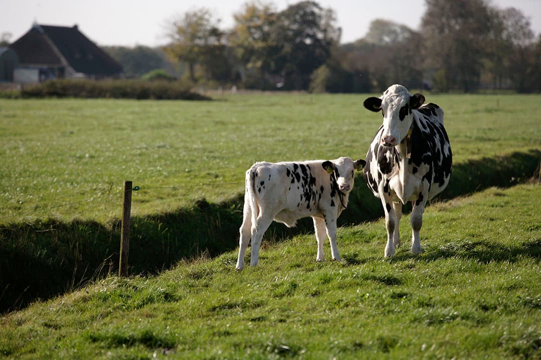 Koe met kalf in de wei. De vernieuwde Wet dieren beoogt minder ingrepen in dieren en meer ruimte voor natuurlijk gedrag.- Foto: Michel Zoeter