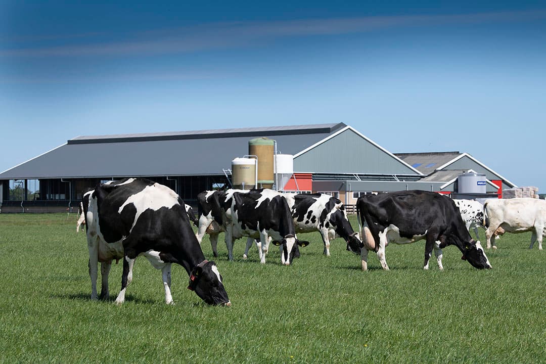 Aankoop van fosfaatrechten is een goede investering als ze voor de langere termijn bijdragen een lagere kritieke melkprijs. Een berekening laat zien dat de maximale prijs voor fosfaat nogal verschilt. - Foto: Mark Pasveer