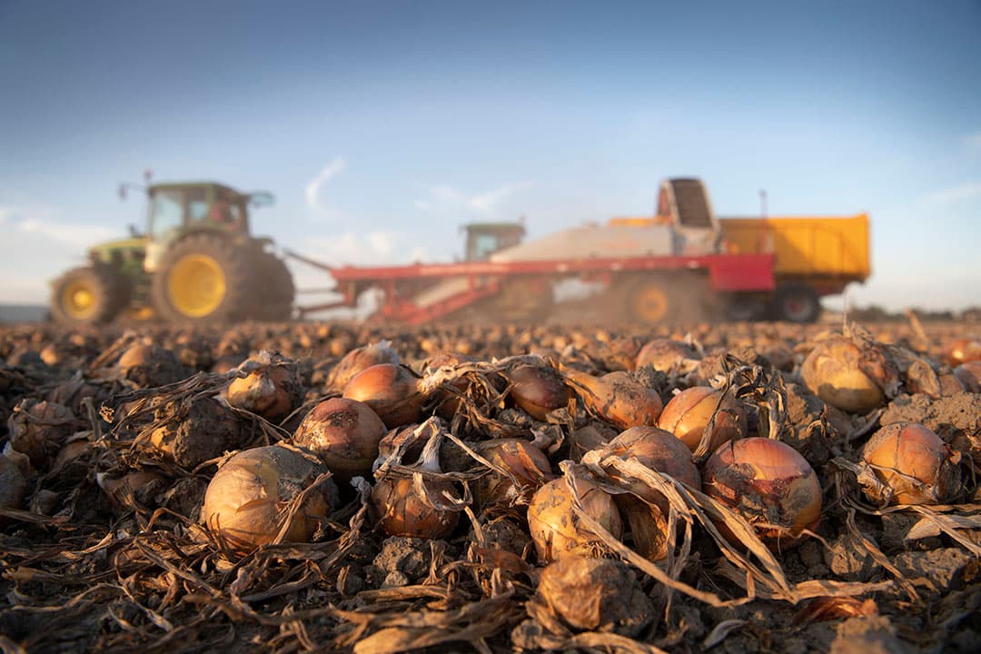 Uienoogst in 2020. Het areaal zaaiuien is flink gegroeid in Nederland. - Foto: Mark Pasveer