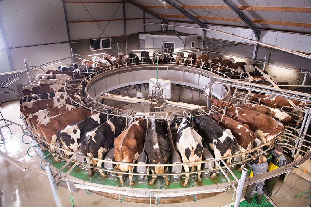 De gemiddelde melkprijs heeft vorig jaar niet al te veel geleden door de coronaproblemen, ruimte om ondertussen wel opgelopen kosten te compenseren was er ook niet. - Foto: Mark Pasveer