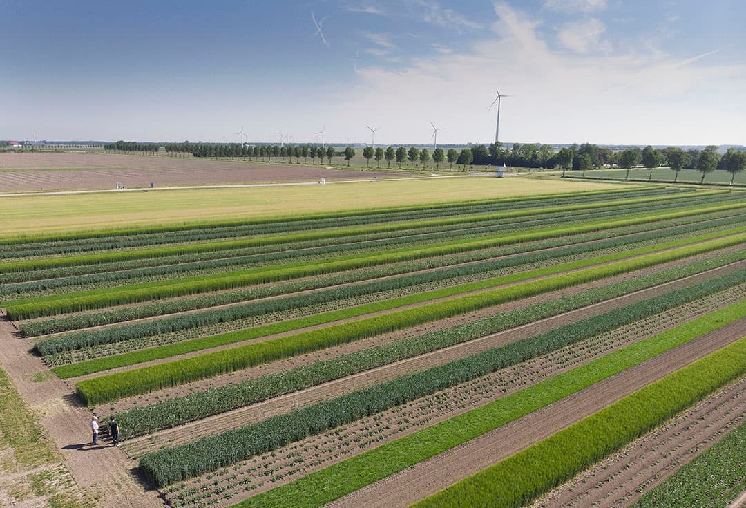 Strokenperceel in Lelystad vanuit de lucht. Volgend jaar verhuist het naar de andere kant van de Edelhertweg. - Foto: Mark Pasveer