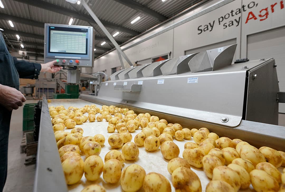 Kwaliteitscontrole van pootaardappelen Agrico in Emmeloord. - Foto: Ruud Ploeg