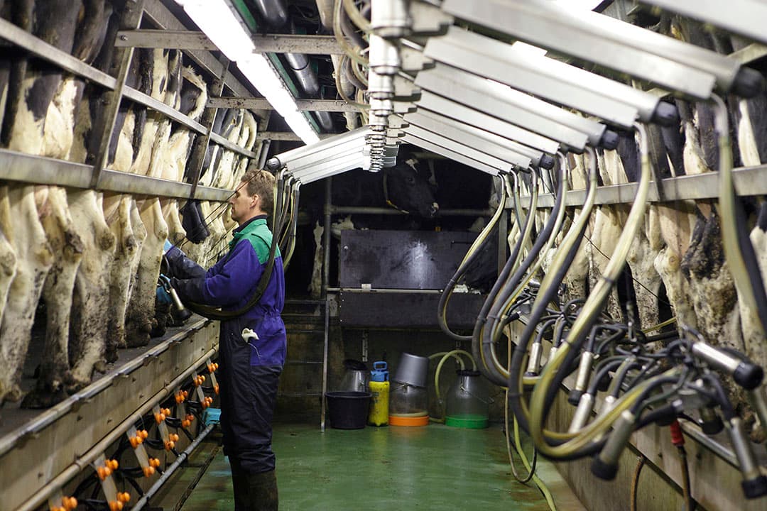 Foto uit een melkstal. Nederlandse melkveehouders verdienden de voorbije jaren niets, aldus DDB. - Foto: Hans Prinsen