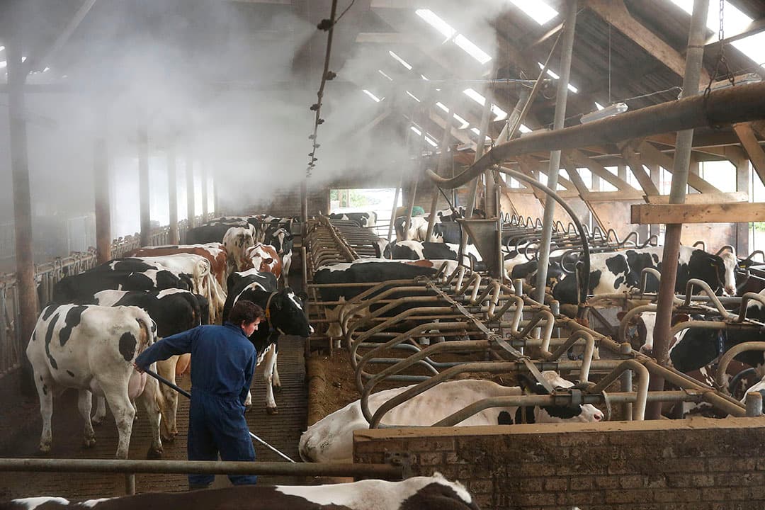 Vernevelen van water in combinatie met ventilatie. Het helpt de koeien te koelen in tijden van hitte. - Foto: Hans Prinsen