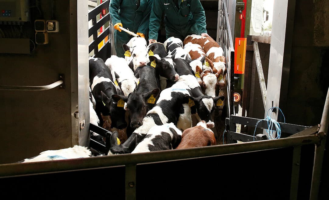 Het afleveren van nuchtere kalveren uit Duitsland. - Foto: Hans Prinsen