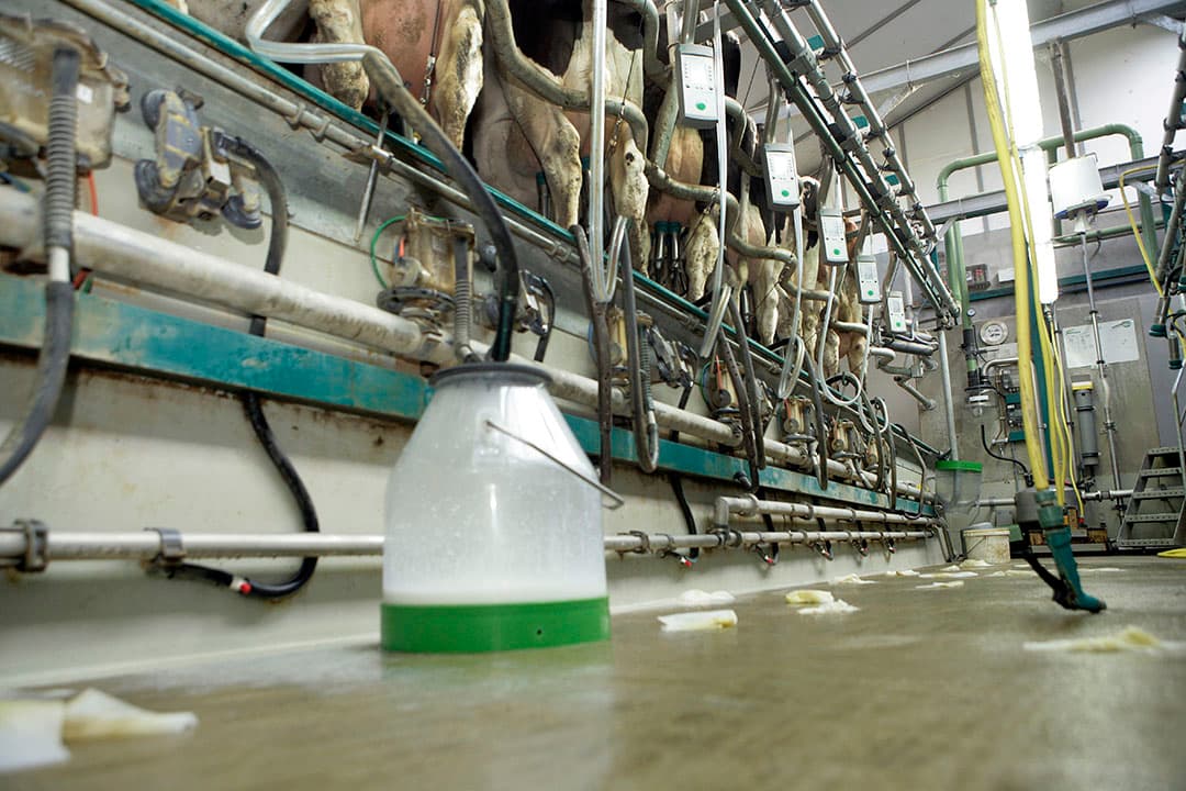 Het aantal gevallen klinische mastitis stijgt. Melk van deze koeien wordt uit de tank gehouden door in de dumpemmer te melken. - Foto: Henk Riswick