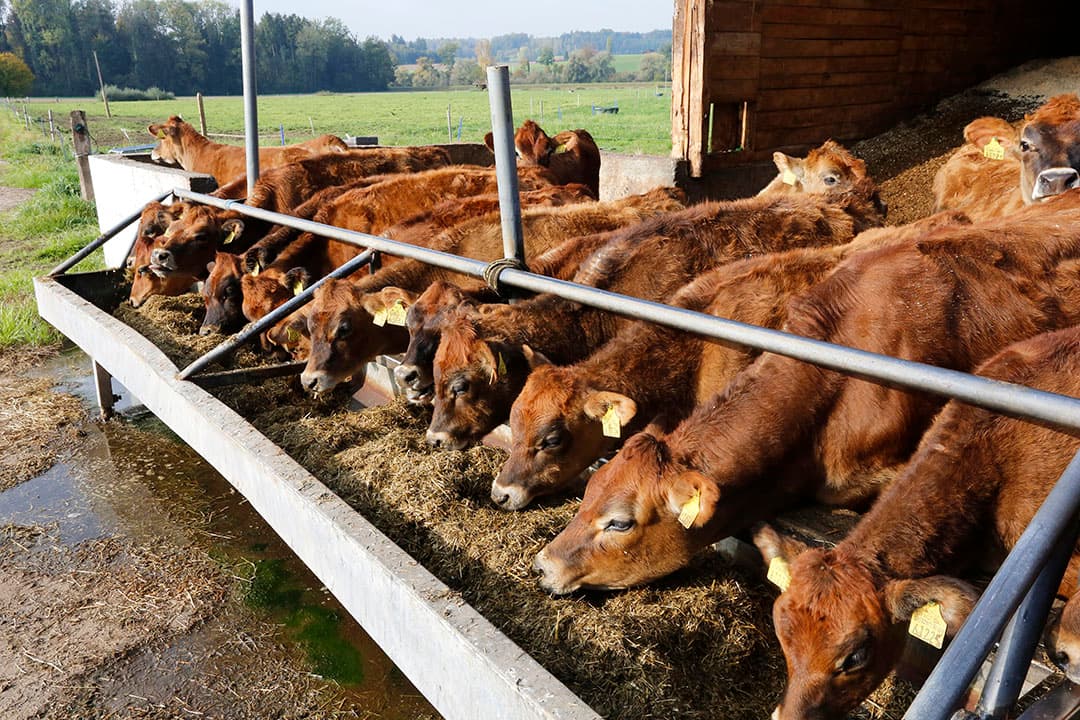 Jersey-koeien op een melkveebrijf in Zwitserland. Nederland staat bovenaan, samen met Zwitserland en Italië, als het gaat om de hoogste kostprijs voor melk. - Foto: Henk Riswick