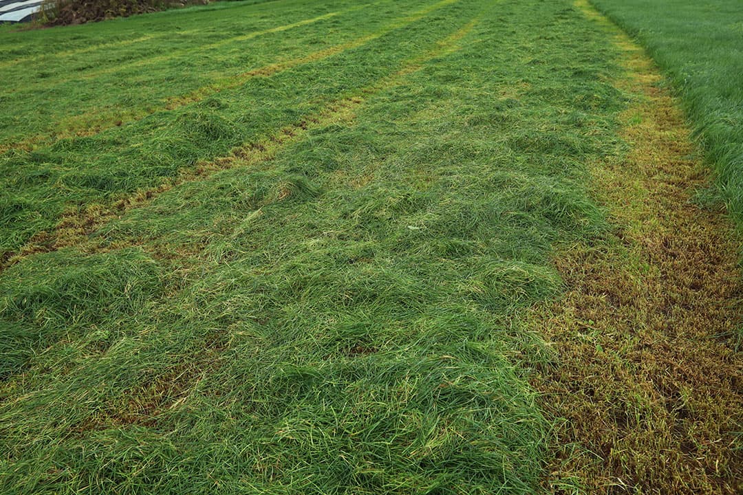 Als door droogte de opbrengst van de maaisnede lager is dan er voor is bemest, moet voor de volgende snede minder bemest worden, is het advies van CBGV. - Foto: Henk Riswick