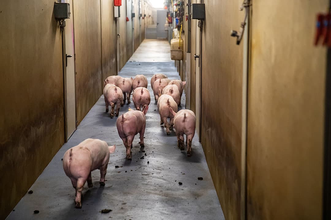 Verplaatsen van biggen. De opbrengsten in de zeugenhouderij waren in mei bijna € 9.000 hoger als gevolg van een biggenprijs van gemiddeld € 58. Dat is een prijsstijging van 6% vergeleken met dezelfde periode in 2020. - Foto: Ronald Hissink