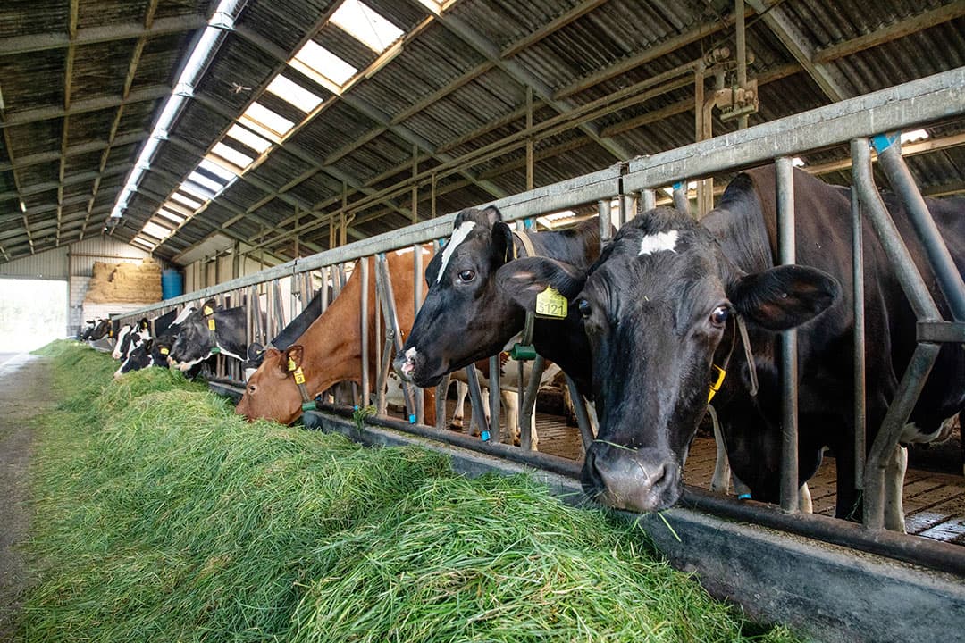De OVK-subsidie moet gebaseerd worden op de ongedekte vaste kosten. Dat zijn vaste kosten voor bijvoorbeeld verzorging van vee of gewas. - Foto: Herbert Wiggerman