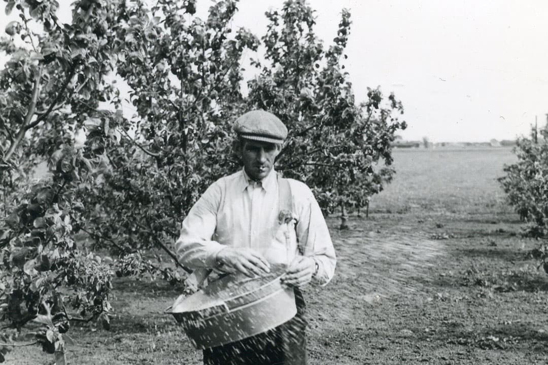 stikstof fruitbomen