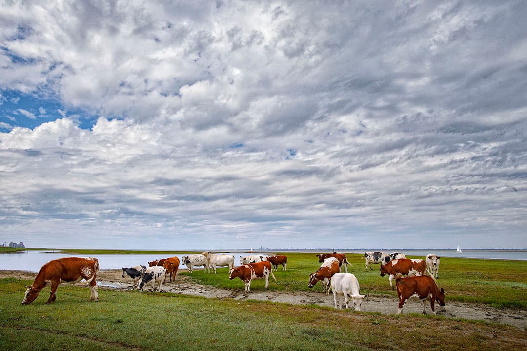 Koeien grazen in de wei en natuurgebied Nummer Een en Hooge Platen langs de Westerschelde. - Foto: ANP