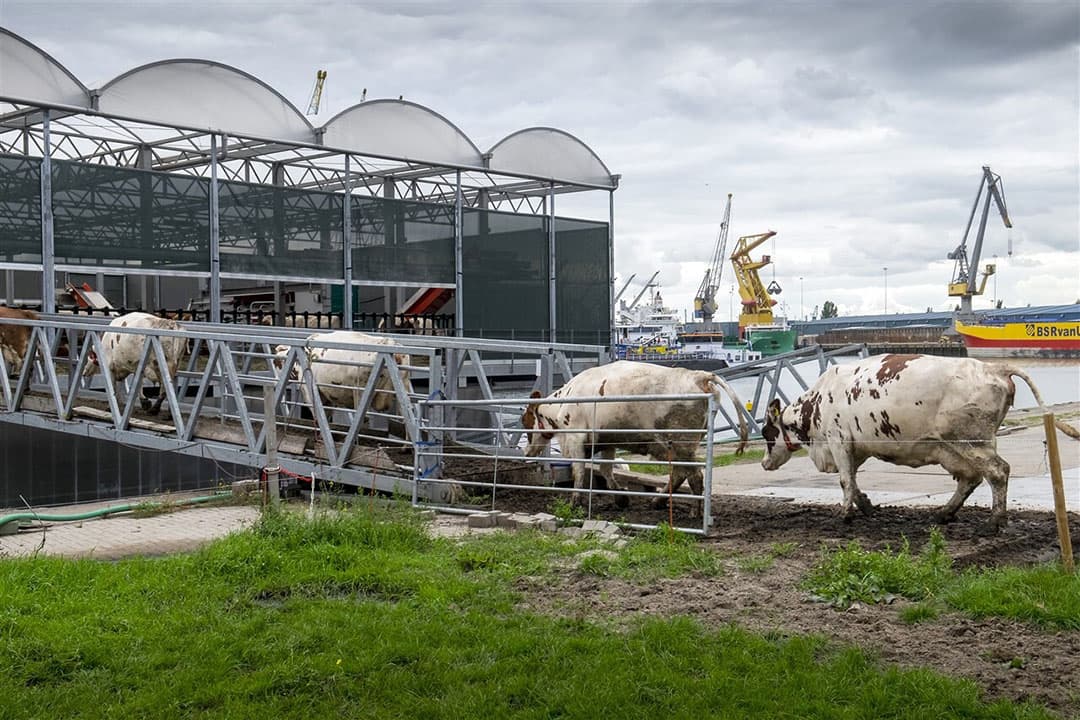 Koeien wandelen uit het weiland de Floating Farm op. - Foto: ANP