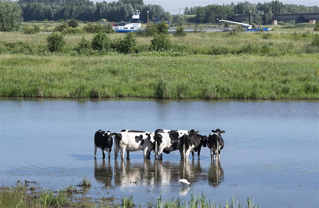 Zo rond deze tijd doen veel melkveehouders hun jongvee naar buiten, vaak op percelen die wat verder van het bedrijf liggen. De pinken in de uiterwaarden van de Lek bij Culemborg (Gld.) kunnen in de hete dagen verkoeling zoeken door te gaan pootjebaden. - Foto: ANP