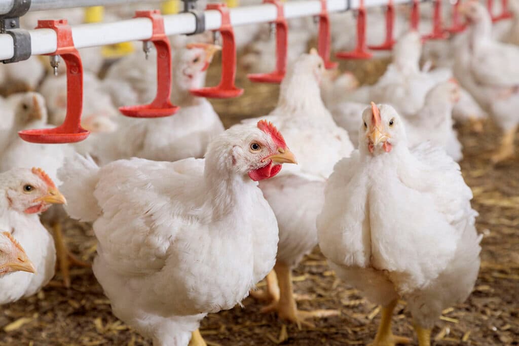 Je kunt de dieren ondersteunen met toevoegingen aan het drinkwater. Het beste is het om een mix van vitamine C en mineralen in te zetten via het drinkwater. - Foto: Trouw Nutrition