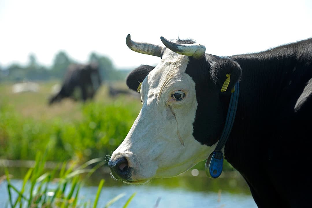 Koe met hoorns is nu nog uitzondering. In de nu gangbare houderijsystemen kan het nog niet zonder onthoornen. - Foto: Cor Salverius