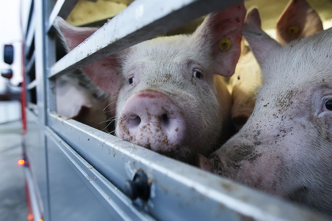 Naast de afgenomen export, is het aantal beschikbare slachtvarkens ook hoger door autonome groei. Foto: Ronald Hissink