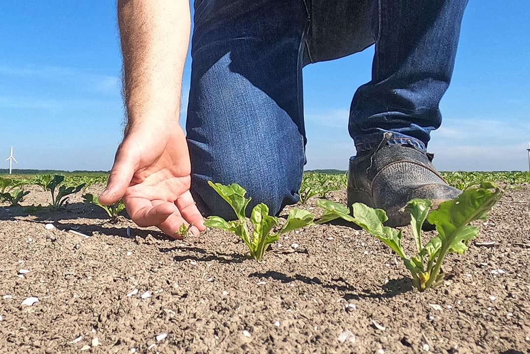 De kleine suikerbieten zijn gewoon weggewaaid of afgedraaid. Hier een herstellend plantje, maar die zal de groei niet meer inhalen. - Foto: Sytze Bakker