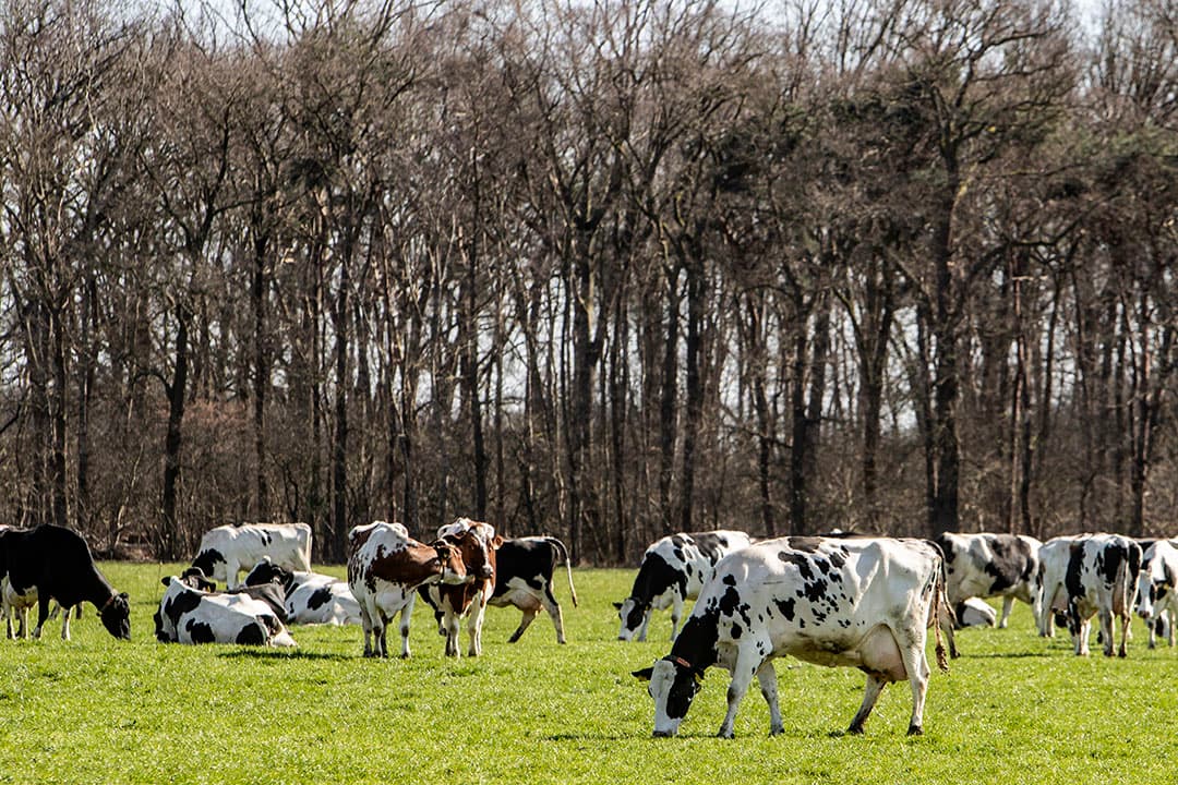 Foto: Ronald Hissink