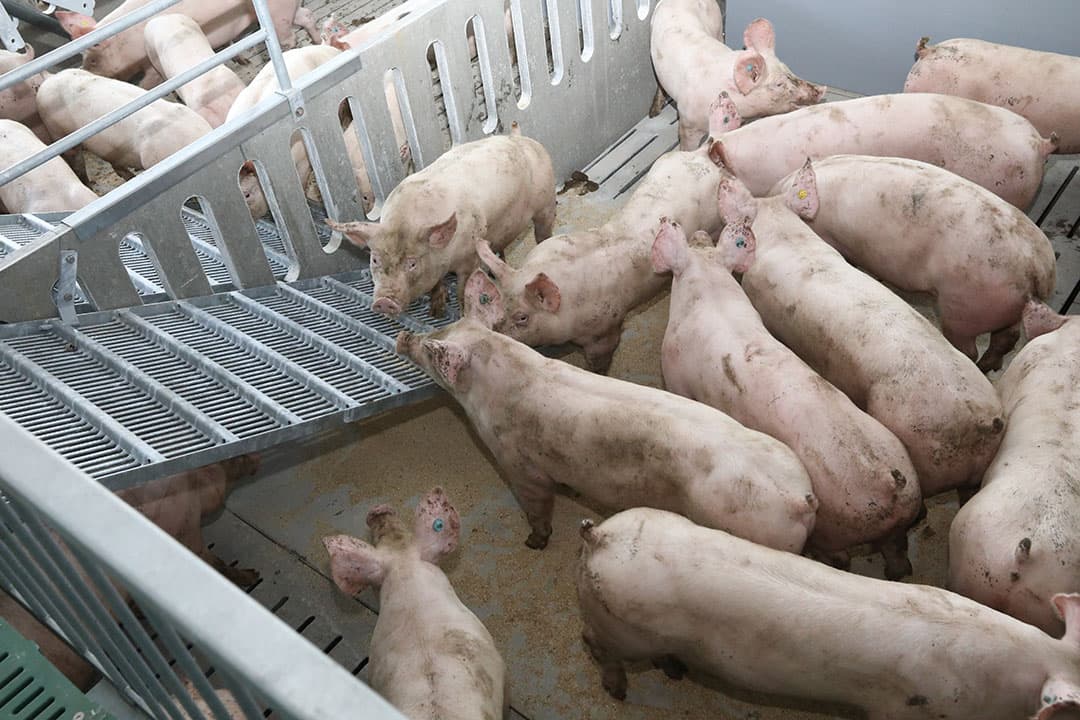Vleesvarkens in de stal. De varkensprijs in Duitsland staat onder druk. - Foto: Henk Riswick