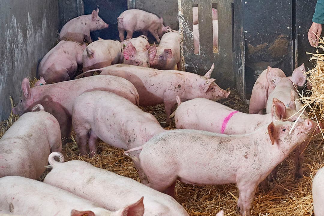 Foto: Van Assendelft Fotografie