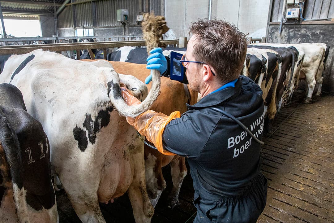 Dierenartsen hebben een nieuwe richtlijn die als leidraad geldt voor de behandeling van koeien op gebied van vruchtbaarheid. - Foto: Anne van der Woude