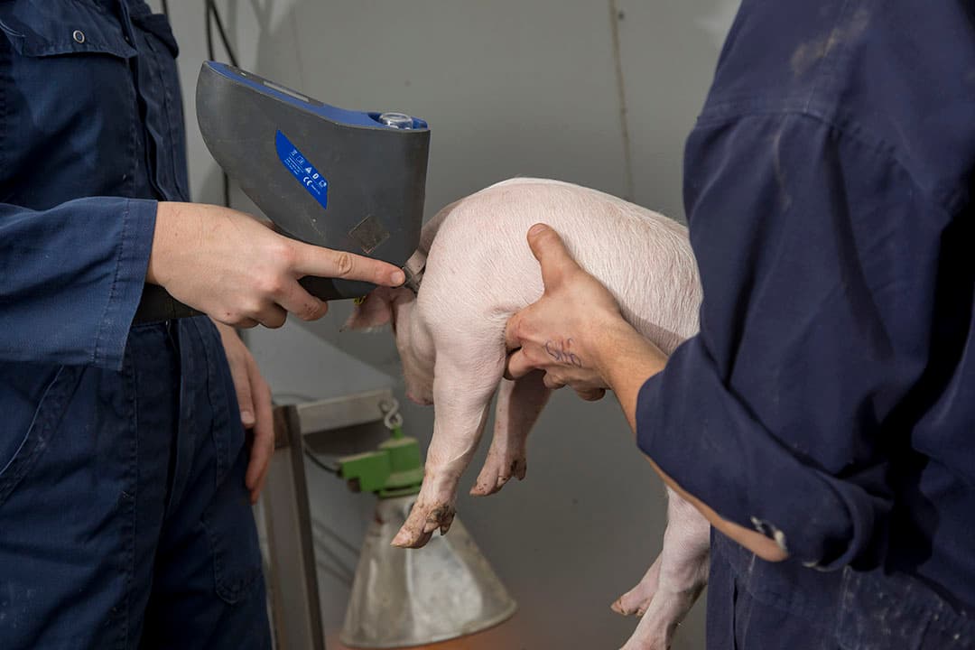 Een big wordt gevaccineerd voor PRRS met behulp van de Hipradermic. - Foto: Koos Groenewold