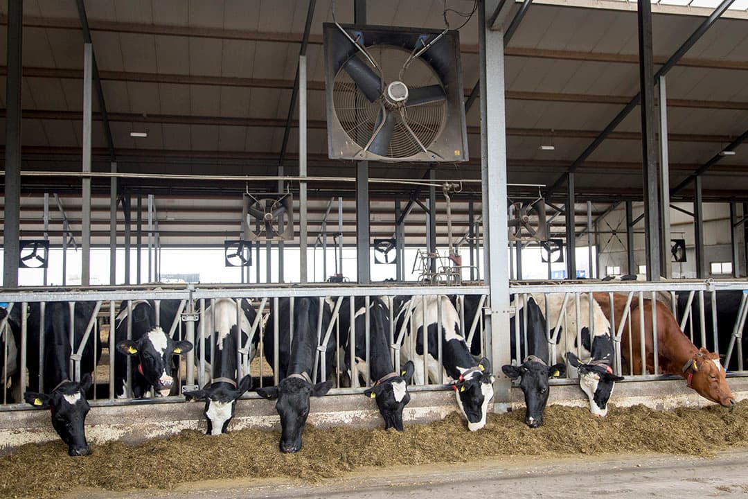 Met dwarsventilatie komt er actief verse lucht binnen en dat ondersteunt tevens de natuurlijke luchtstroming in de stal. Bij elk ventilatisysteem is het belangrijk dat het past bij het type stal en volgens de geldende eisen is geïnstalleerd. - Foto: Koos Groenewold