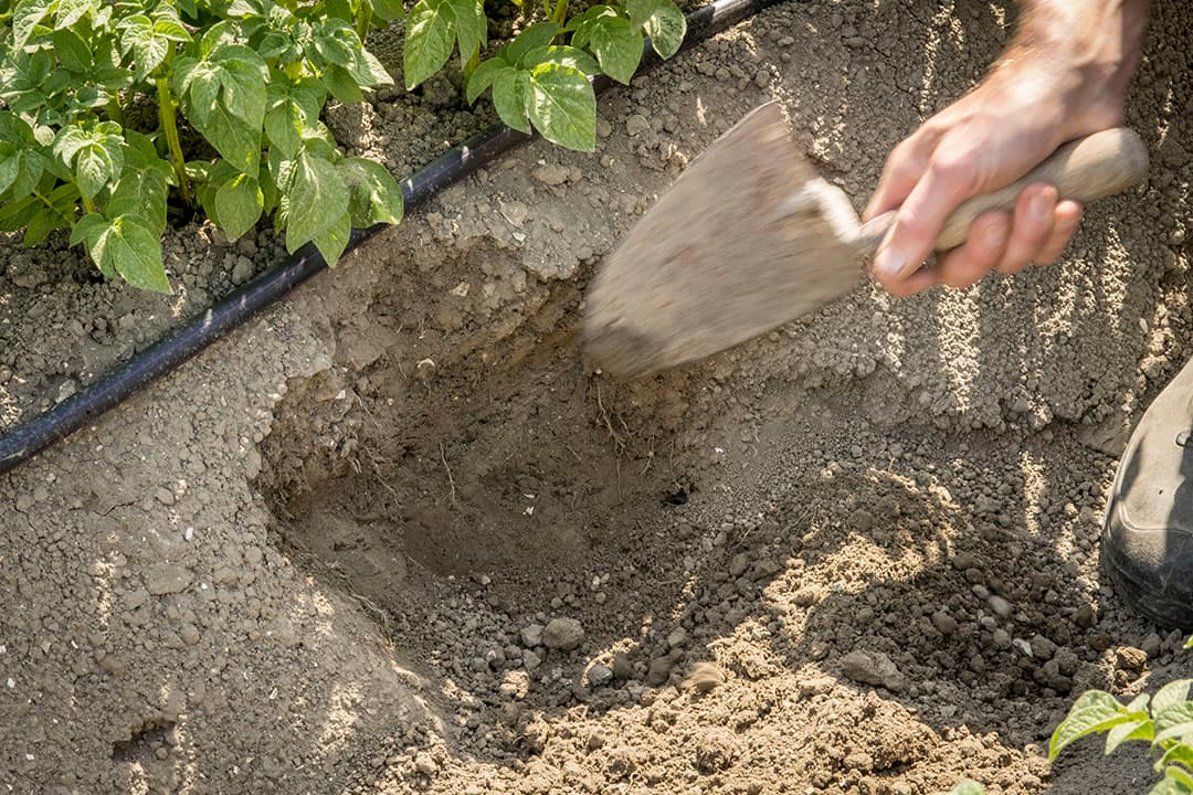 Een pootaardappelrug waar druppelirrigatie toegepast wordt. De rug blijft ook bij sterk drogend weer mooi vochtig, zonder te nat te worden. Tijdens de knolzetting is vocht belangrijk om de plant veel knollen van goede kwaliteit te laten vormen. - Foto's: Koos Groenewold