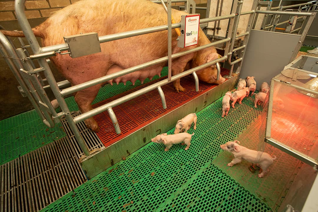 Annechien ten Have in Beerta (Gr.) heeft als test een vrijloopkraamhok gebouwd met een beweegbare Vari Plus-vloer van Vereijken waarbij, als de zeug gaat staan, de vloer 25 centimeter omhoog gaat om biggensterfte te voorkomen. - Foto: Hans Banus