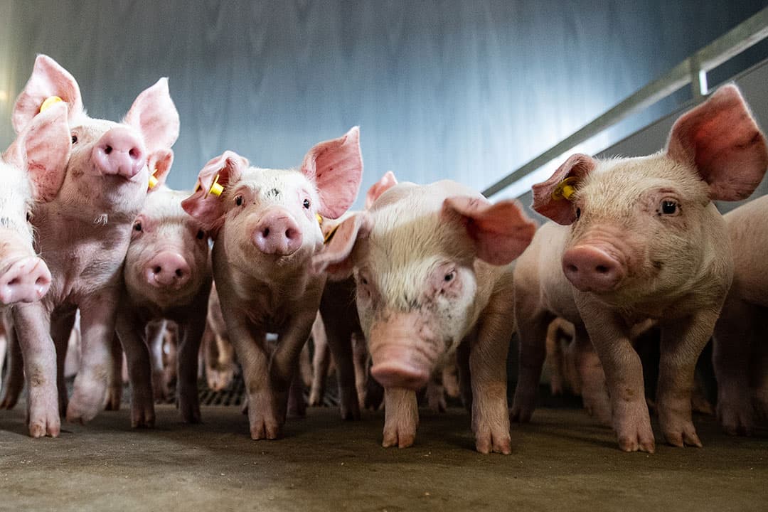 Biggen klaar voor transport. Correct werken is essentieel voor een goede bigkwaliteit, schrijft redacteur Kees van Dooren. - Foto: Ronald Hissink
