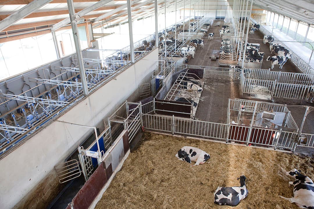 Met meer dan 200 koeien in een koppel, herkennen koeien elkaar niet. De hiërarchie speelt dan minder een rol. Dat noem je straatgedrag. Met automatisering kan je koeien goed in de gaten houden. - Foto: Jan Willem Schouten
