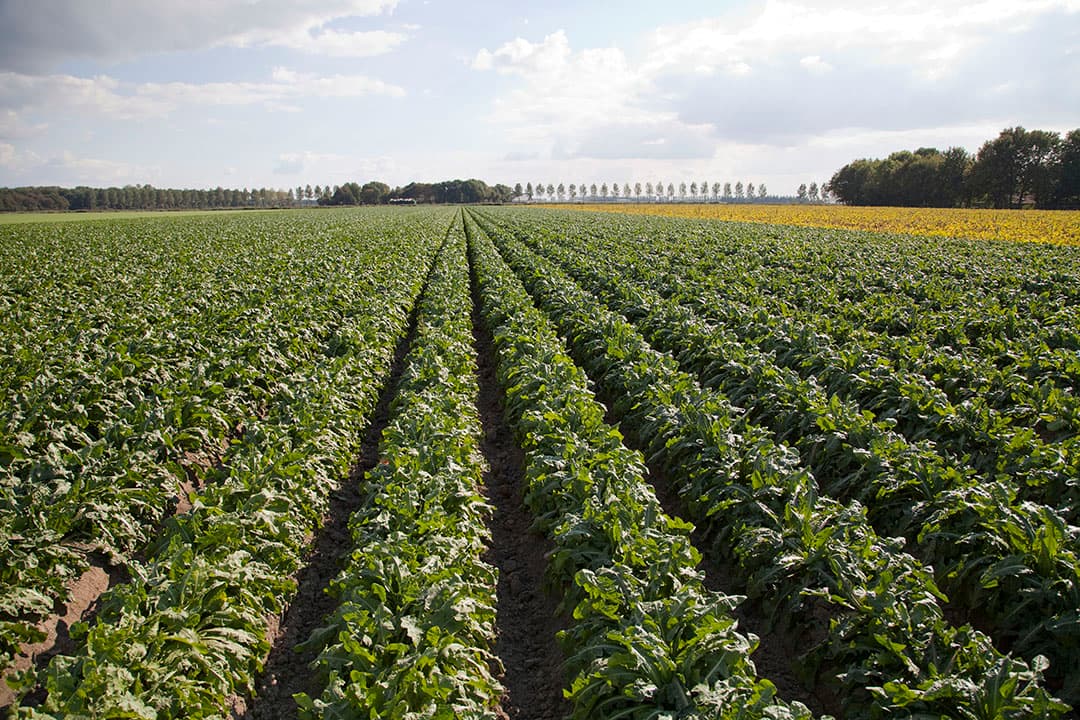 Foto: Jan Willem Schouten
