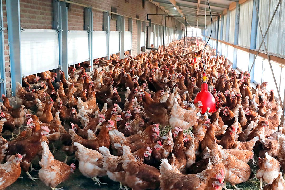 Kippen zitten al sinds de invoering van de ophokplicht op 23 oktober 2020 binnen. Het langdurig ophokken is nadelig voor het dierenwelzijn. - Foto: Bert Jansen