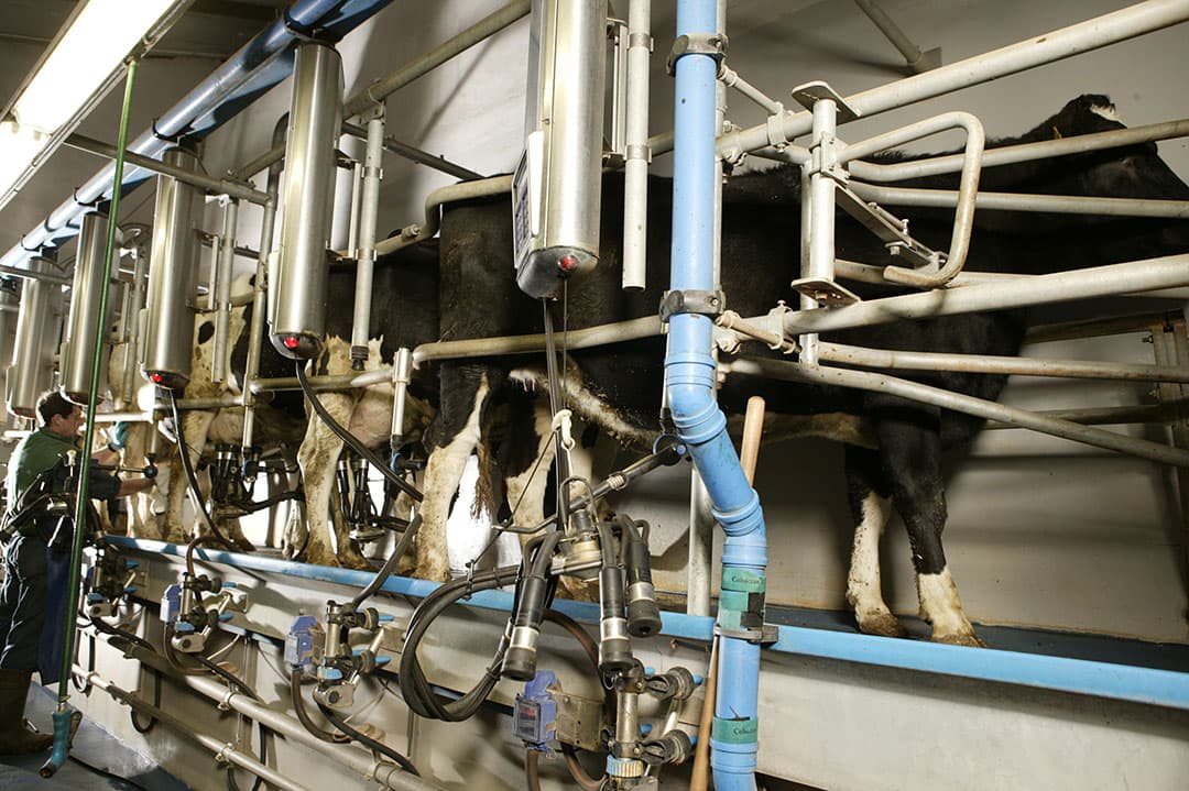 Het dier vooraan is een vaars die nu nog 'oefent' in de melkstal. Als ze aan de melk komt, moet het celgetal bij de eerste mpr lager zijn dan 150.000. - Foto: Henk Riswick
