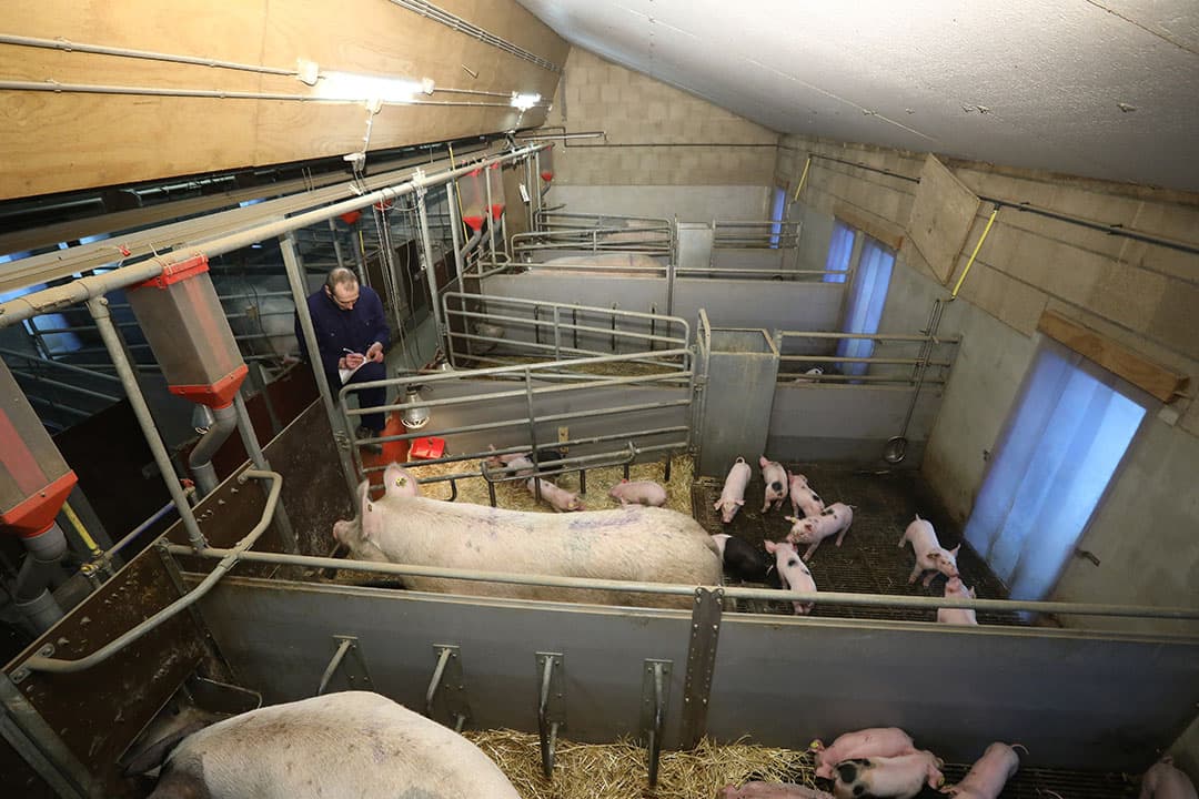 varkensvleesconcept