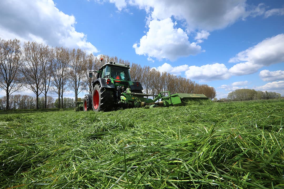 Voer dat een veehouder dit jaar teelt maar niet opvoert wordt in de KringloopWijzer niet meer meegenomen bij de berekening van het aandeel eigen eiwit. De aanpassing in het systeem zal leiden tot kleine verschillen in uitkomst. - Foto: Henk Riswick