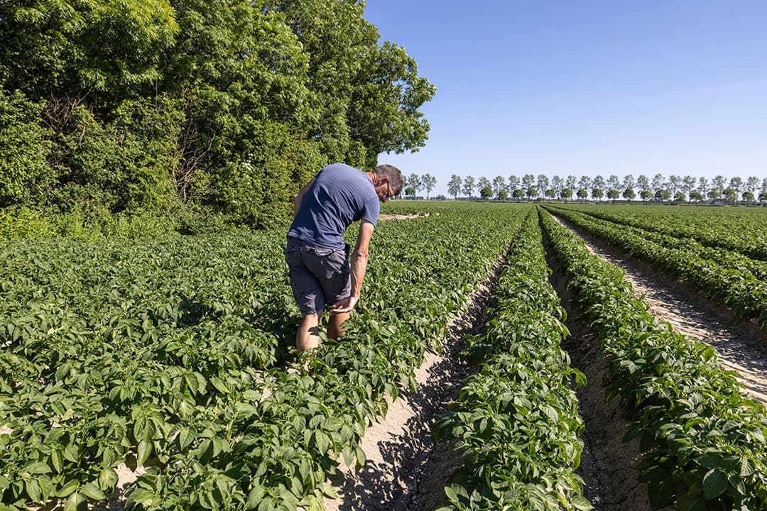 14 juni, stand van de Melody-consumptieaardappelen op praktijkperceel van WUR proefboerderij Westmaas. De bovenkant van de rug is keihard. "Ik vraag me af of ik er zonder riek een plant uitkrijg. Een buitje zou niet verkeerd zijn", zegt bedrijfsleider Marcel Tramper. Evenzogoed vindt hij de aardappelen er 'prachtig' bijstaan. "De meeste zijn nu één keer tegen phytophthora gespoten, 7 juni de eerste keer. - Foto: Peter Roek