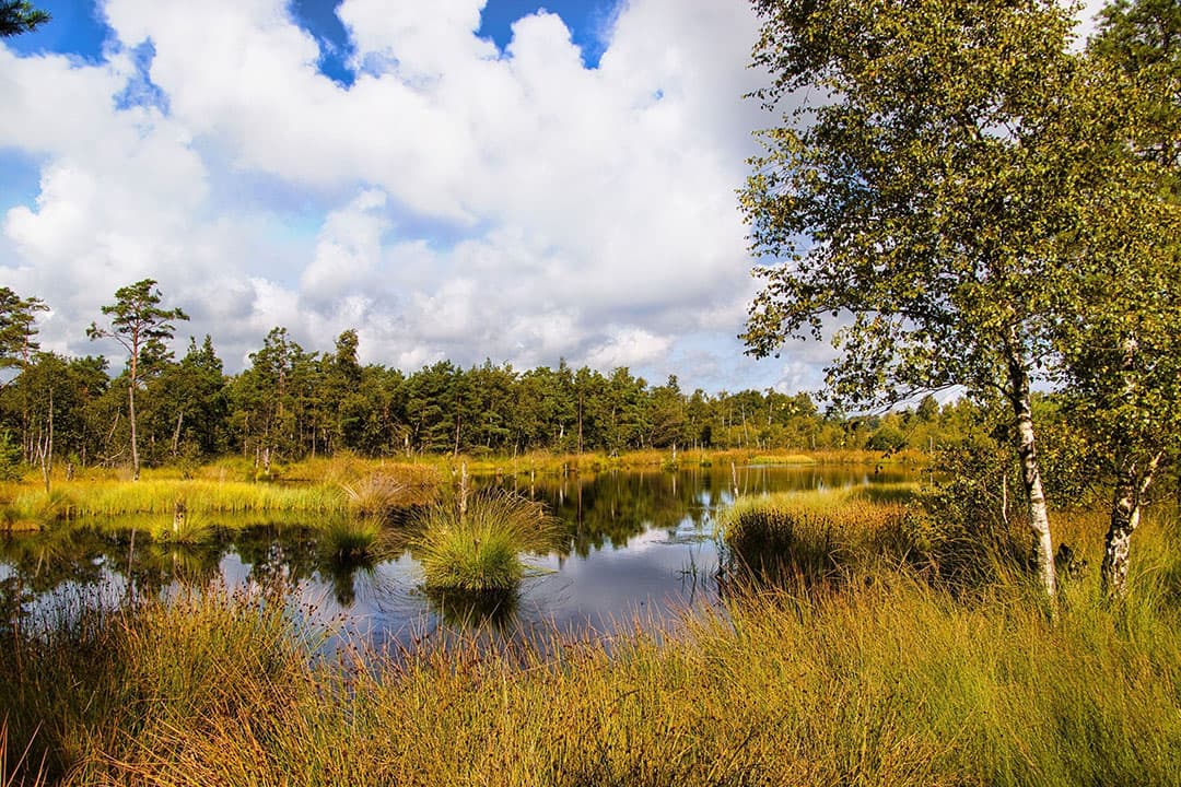In de stikstofwet is vastgelegd dat in 2035 74% van het areaal stikstofgevoelige natuur minder stikstofbelasting mag hebben. - Foto: Canva